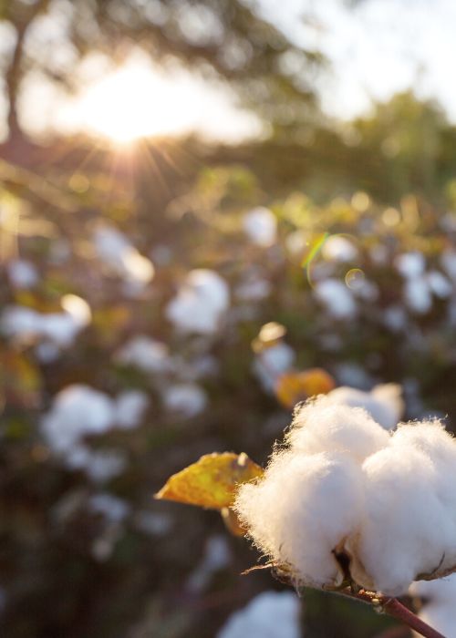 sustainable cotton field